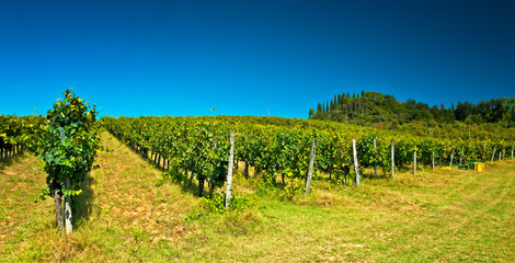 Fototapeta na wymiar Nice vineyard in Tuscany, Italy
