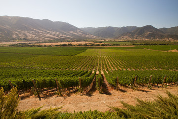 Fototapeta na wymiar View from the Santa Cruz vineyard in Santa Cruz valley Chile