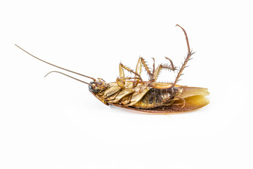 Dead cockroach isolated on a white background.