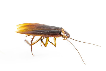 Dead cockroach isolated on a white background.