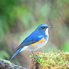 Fototapeta premium male Himalayan Bluetail