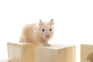 Fototapeta premium 積み木で遊ぶハムスター