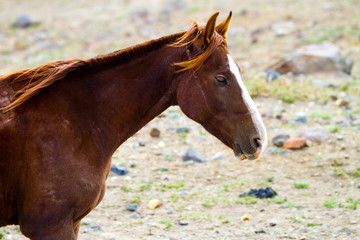Fototapeta premium Horse close-up