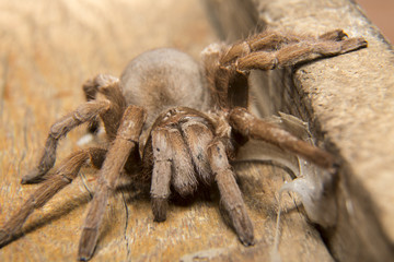 Tarántula