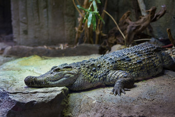 crocodile at the zoo