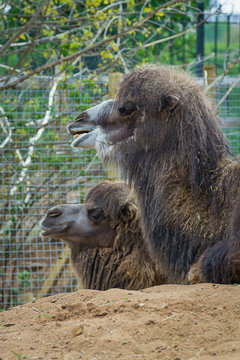 Funny camel at the zoo