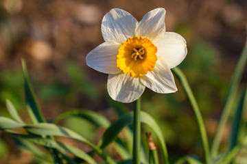 Daffodil narcissus spring flowers