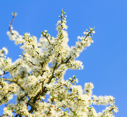 blossom tree