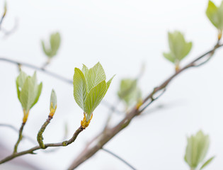 First leaves on a tree in spring