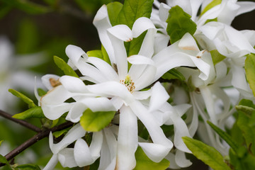 Spring blossom tree