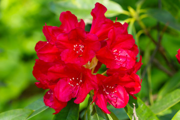 Obraz premium blossom tree