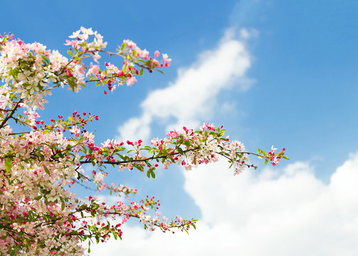 blossom tree