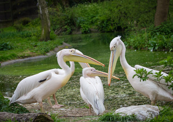 pelican feeding kids at the zoo