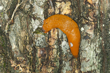 Spanish slug, arion vulgaris  and other arthropods on wet tree