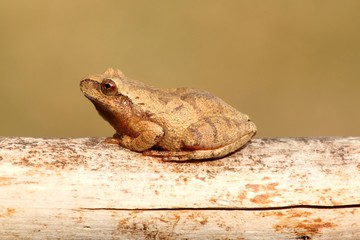 Spring Peeper (Pseudacris crucifer)