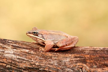 Wood Frog (Rana sylvatica)
