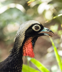 Black-Fronted Piping-Guan ( Pipile Jacutinga )