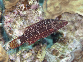 Mental wrasse