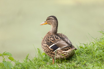 wild duck