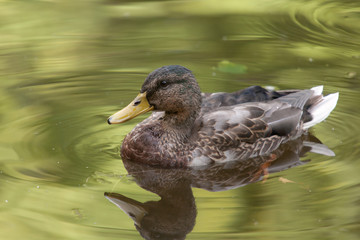 duck in green water