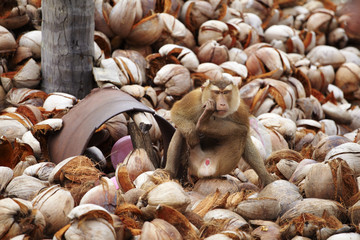 old monkey and many coconut