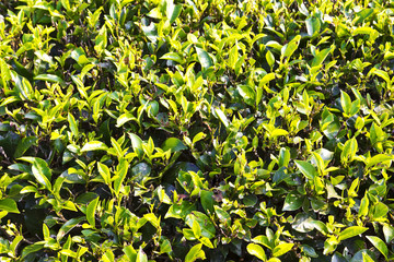 Fresh green tea leaves background