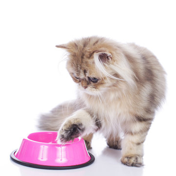 Persian cat at food bowl Stock Photo Adobe Stock