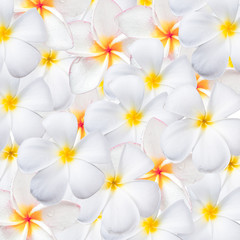 Frangipani flower, design for background