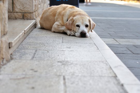 Brown big dog lying on the pavement