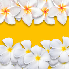 Frangipani flower isolated on yellow backgound