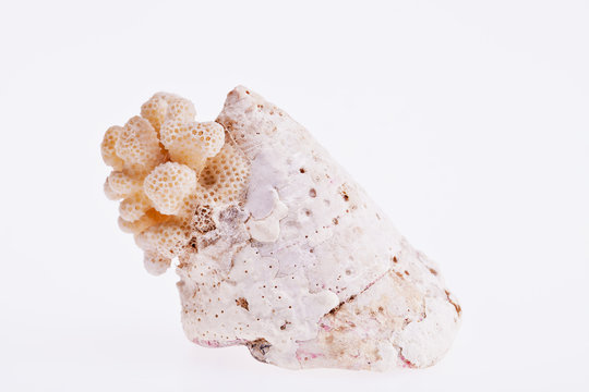 isolated single sea shell with a piece of dead coral reef