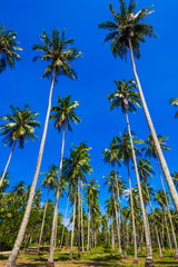 Obraz premium Palm trees against blue sky