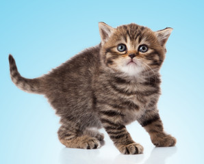 Obraz premium kitten on a blue background