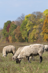 Sheep on autumn color meadow