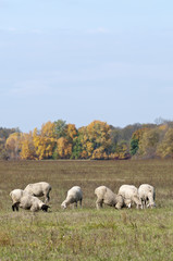 Obraz premium Sheep on autumn color meadow