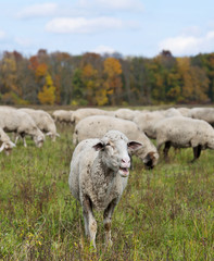 Obraz na płótnie Canvas Sheep on autumn color meadow