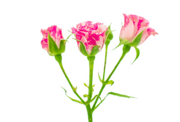 Naklejka na ściany i meble Little pink roses