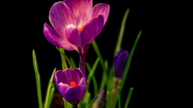 Flowers, purple crocuses bloom. Spring awakening.