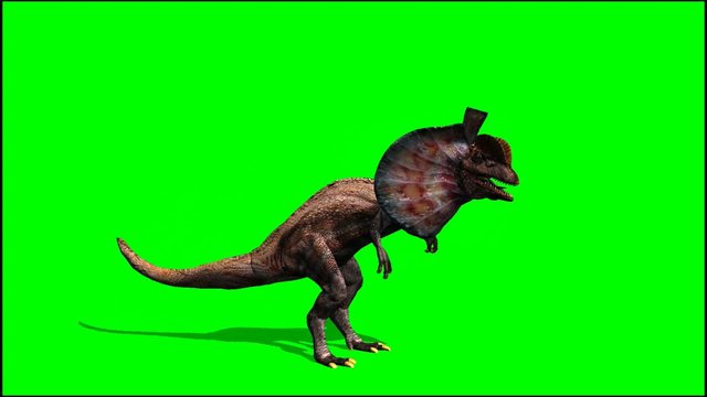dinosaurs dilophosaurus looks around - green screen