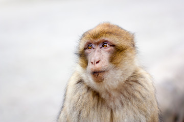 Naklejka premium Barbary macaque (Macaca sylvanus)