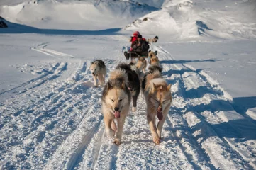 Acrylic prints Arctic circle Dog sledding in Tasiilaq, East Greenland