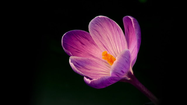 Flowers, purple crocuses bloom
