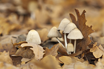 Obraz premium Mushroom group in moorland