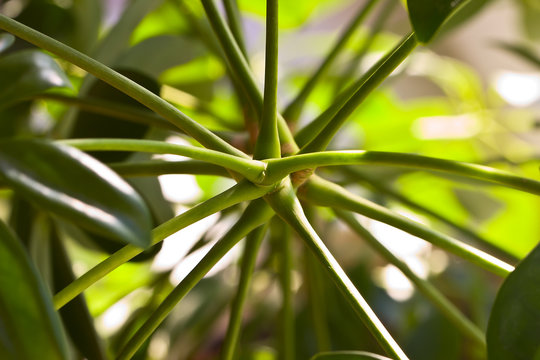 Schefflera arboricola house plant