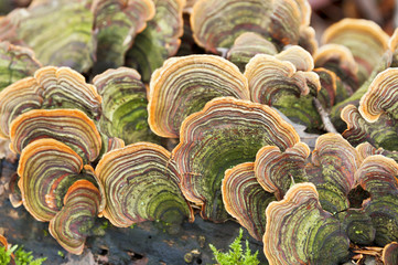 Lots of tinder fungus