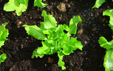 plantation de salade batavia