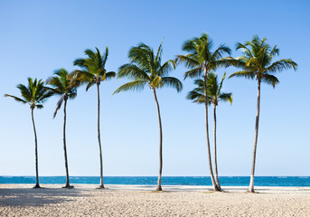 Palm Trees At Tranquil Beach
