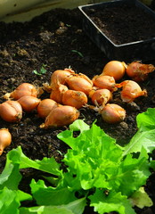 plantation d'échalotes au potager