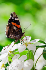 Spring Butterfly