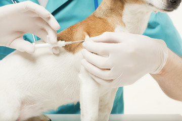 Vet and Dog with Microchip implant